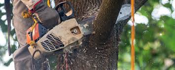 Best Tree Preservation Services  in Cochran, GA