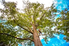 Best Tree and Shrub Care  in Cochran, GA