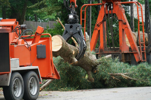 Professional Tree Removal in Cochran, GA